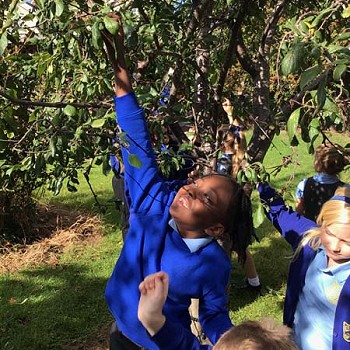 A child stretching to get an apple from the tree