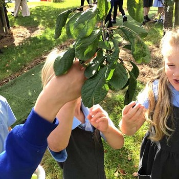Children helping eachother to get apples from the tree